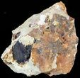 Large Azurite Crystals on Matrix - Morocco #49451-2